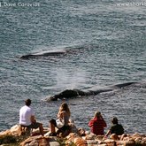 De Kelders, Best Land based Whale Watching in the World!! 